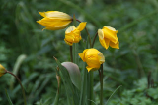 Tulipa sylvestrisBostulp bestellen